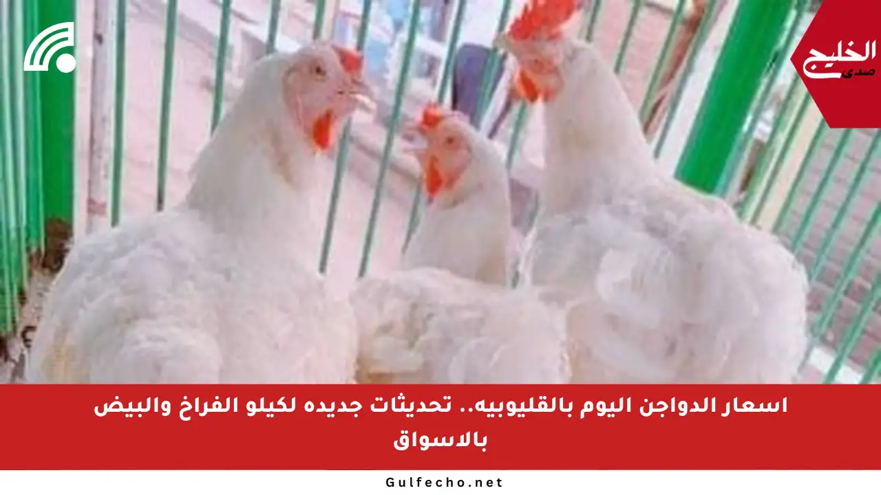 أسعار الدواجن اليوم بالقليوبية.. تحديثات جديدة لكيلو الفراخ والبيض بالأسواق